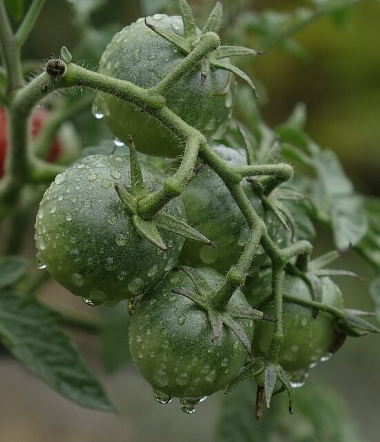 Die Vorteile eines Tomatenhauses einfach erklärt