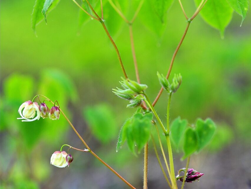 Heilkräuter im eigenen Garten anpflanzen