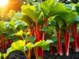 Rhabarber im Garten