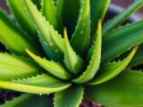 aloe vera ableger