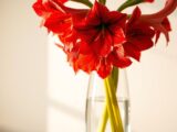 amaryllis im glas