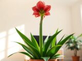 amaryllis nach der blüte