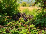 brombeeren entfernen
