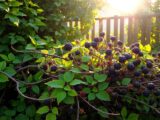 brombeeren entfernen