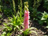 digitalis pflanze