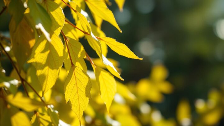 Kirschlorbeer gelbe Blätter – Ursachen und Lösungen