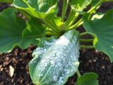 mehltau zucchini