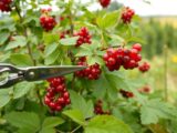 rote johannisbeeren schneiden