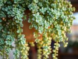 sedum morganianum