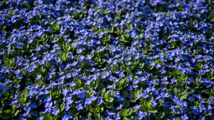 Veronica Pflanze: Der ideale Bodendecker für Ihren Garten