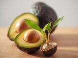 avocado züchten aus kern
