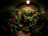 dipladenia überwintern im keller