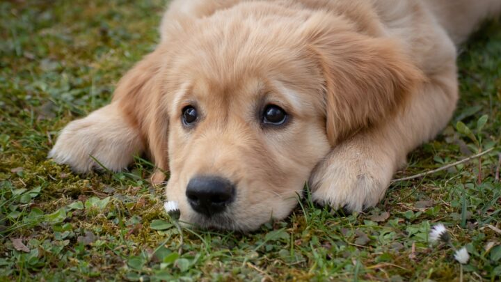 Hund und Garten – was kann und sollte man berücksichtigen?