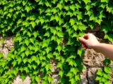 efeu entfernen mit essig