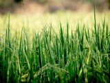 Startklar für den Herbst: So bringt man den Rasen auf Vordermann
