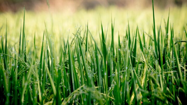 Startklar für den Herbst: So bringt man den Rasen auf Vordermann