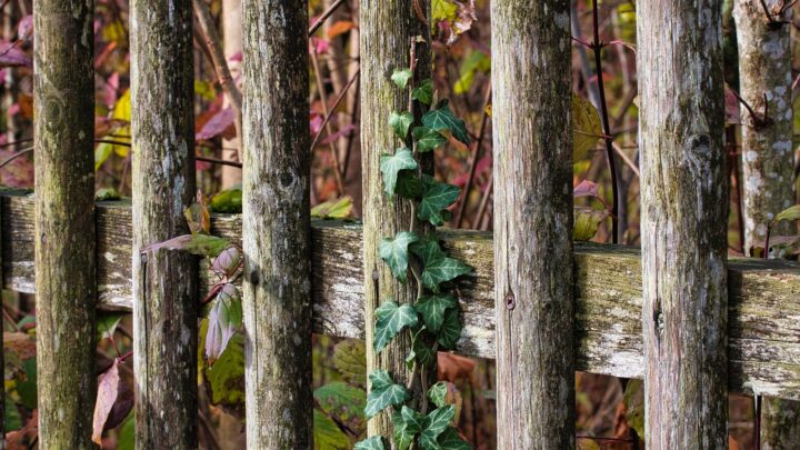 Wie vorgehen, wenn man immer wieder Nachbarschaftsstreitigkeiten bezüglich des Gartens hat?